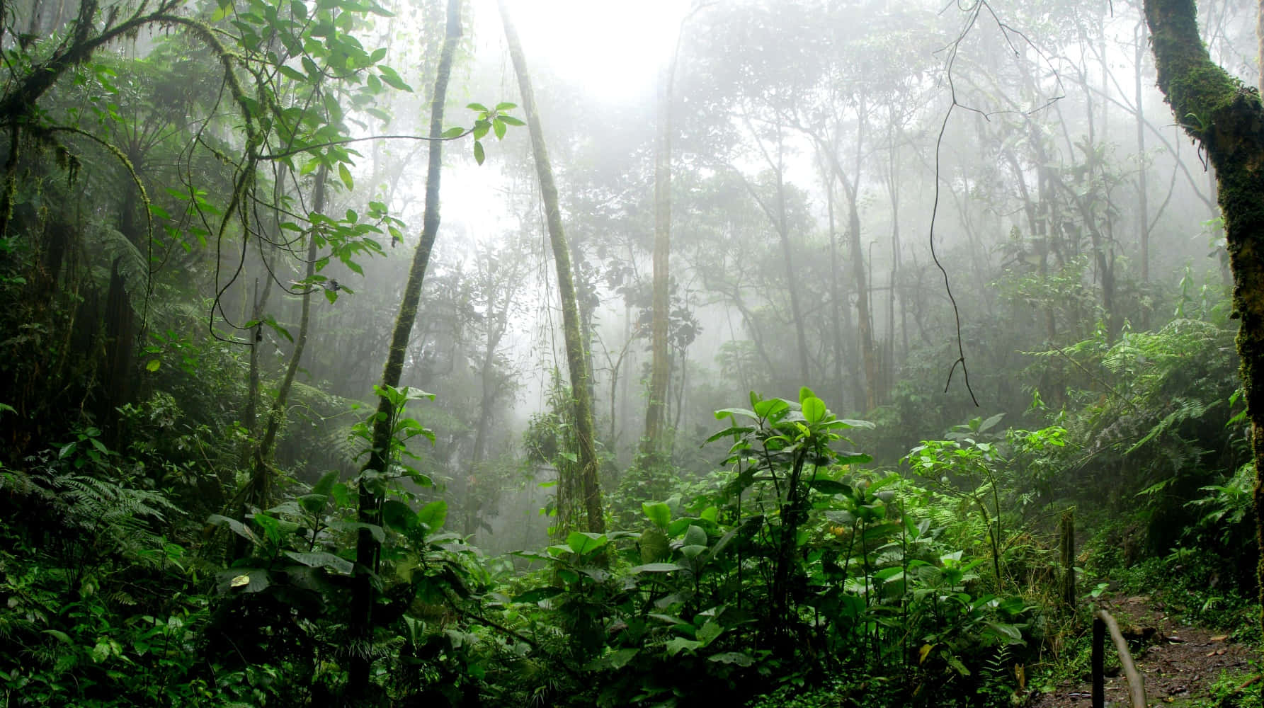 Phong cảnh rừng nhiệt đới 37