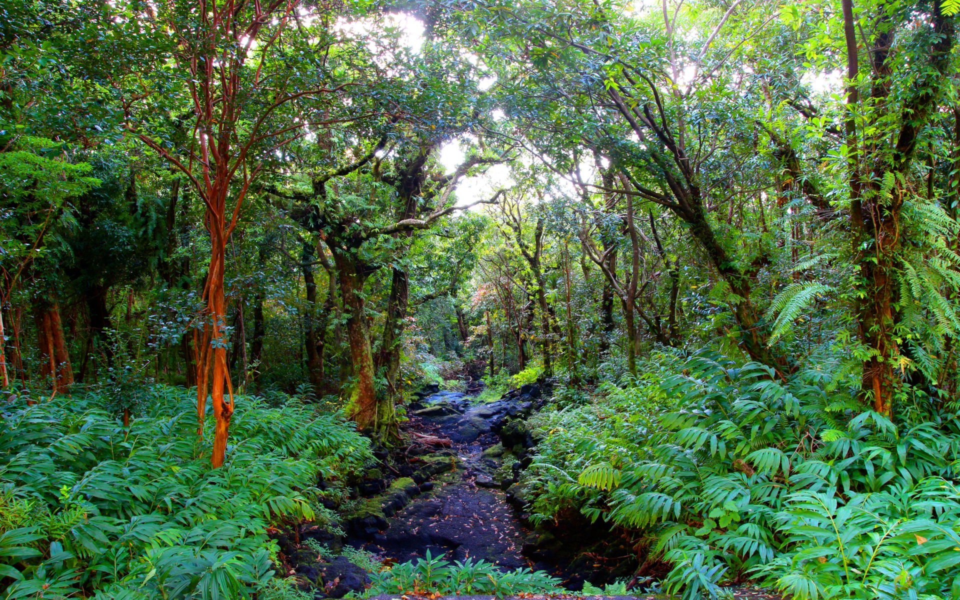 Phong cảnh rừng nhiệt đới 41