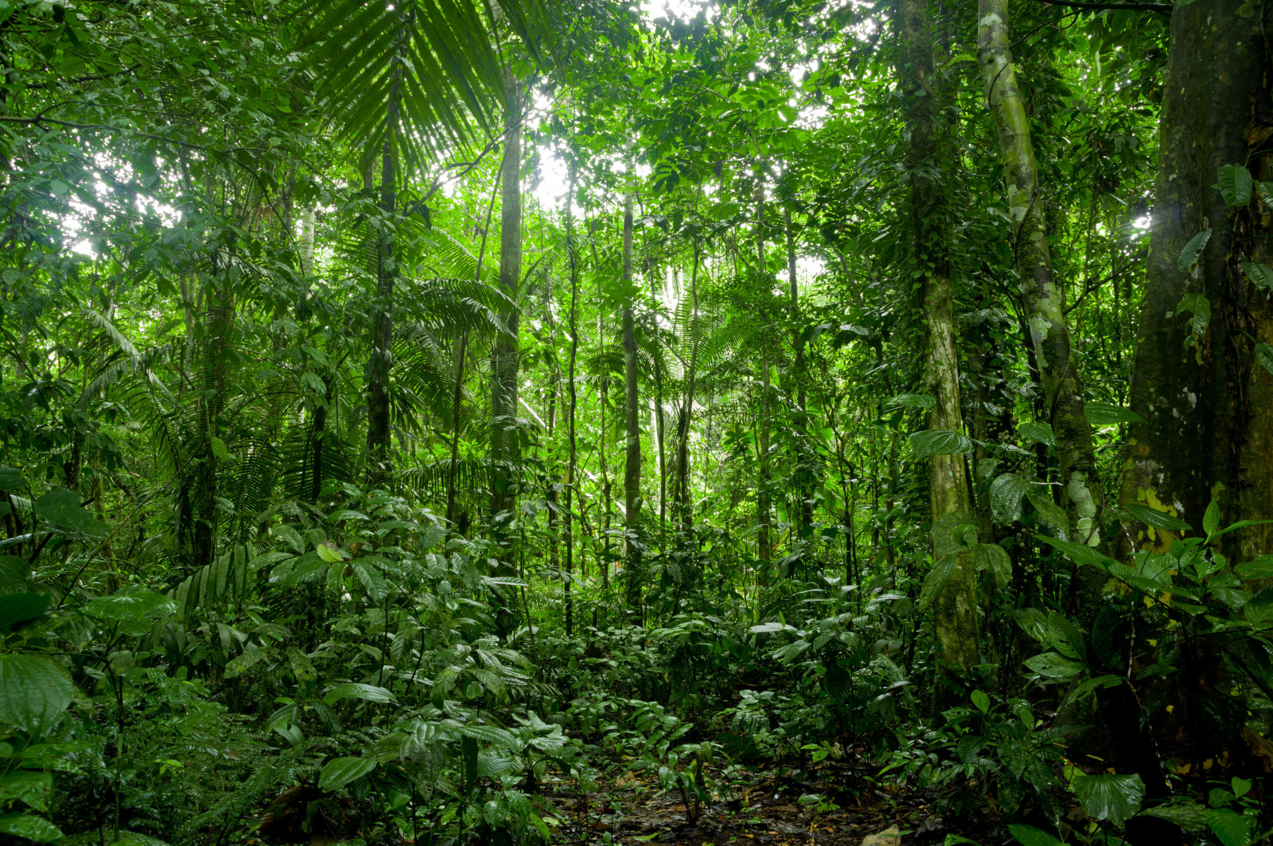 Phong cảnh rừng nhiệt đới 43
