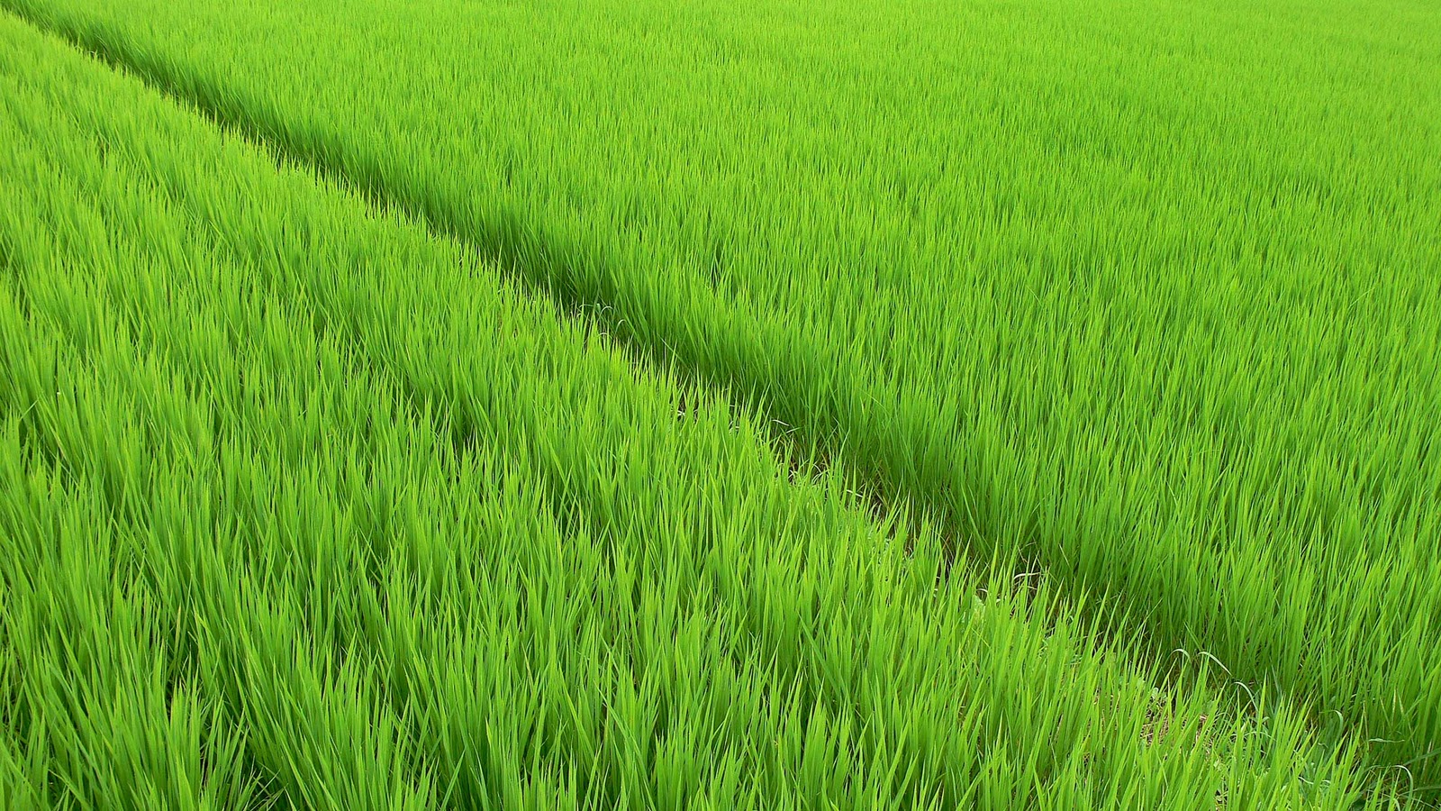 Phong cảnh ruộng lúa xanh mướt 3