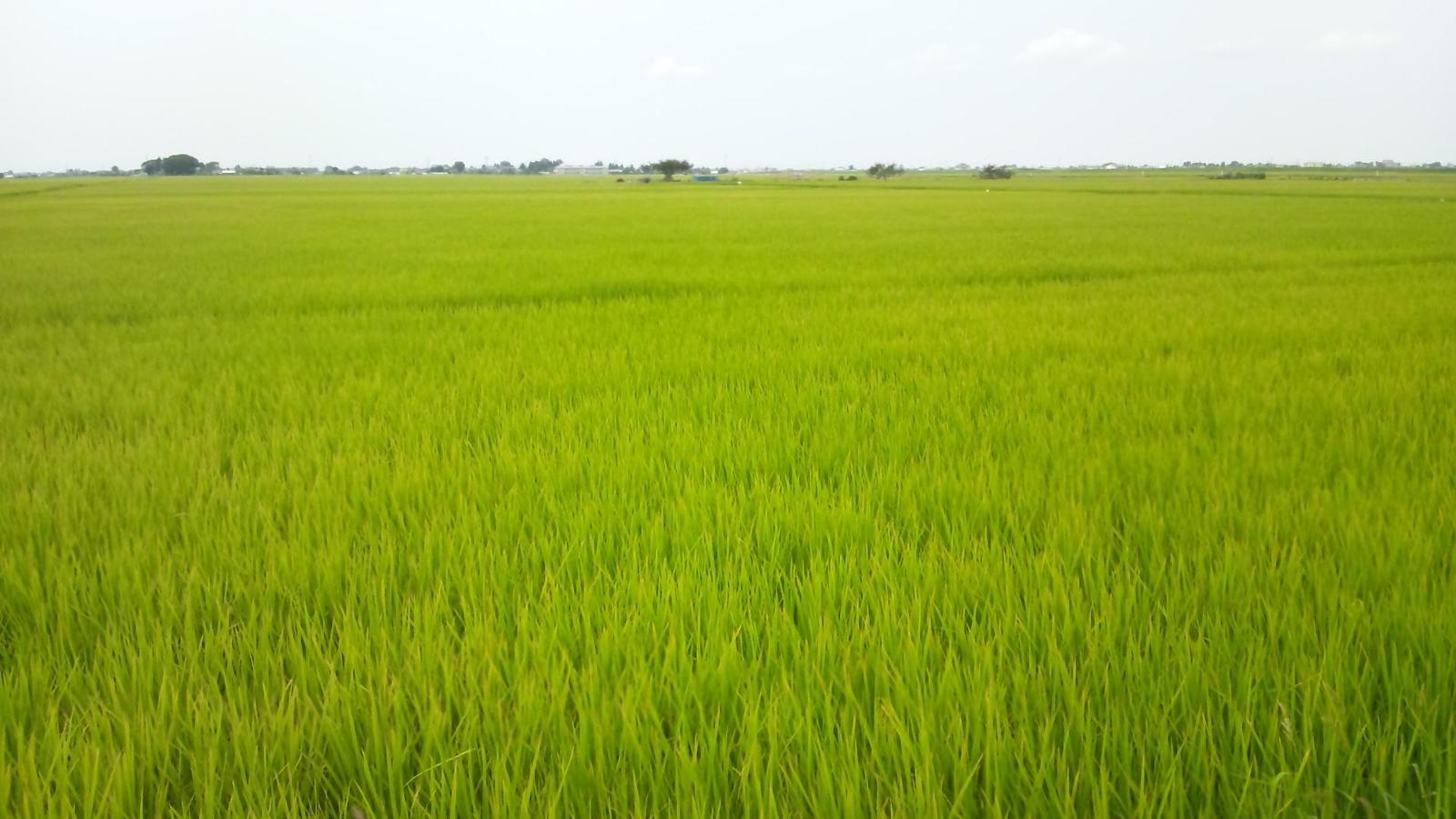 Phong cảnh ruộng lúa xanh mướt 4