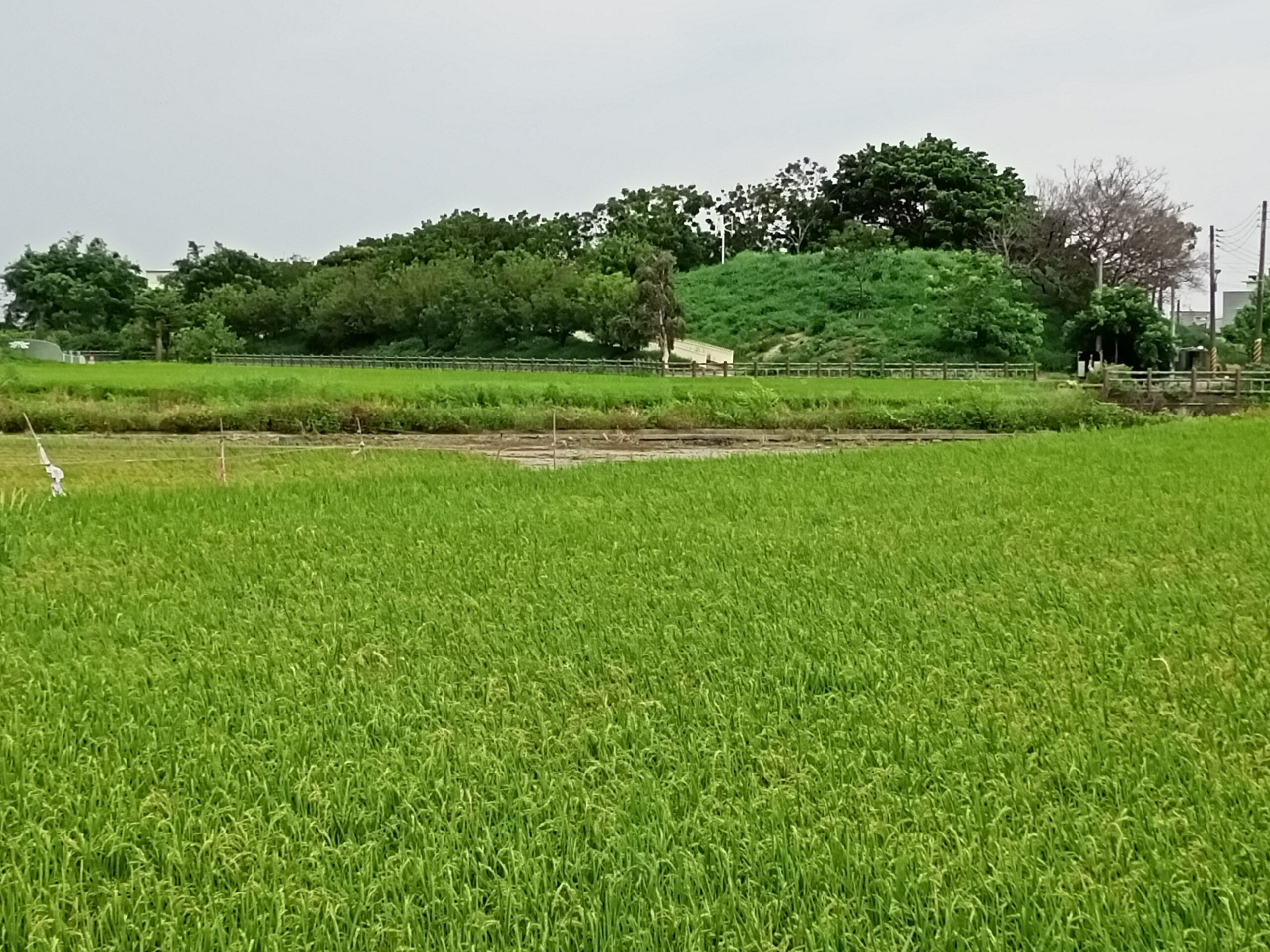Phong cảnh ruộng lúa xanh mướt 20