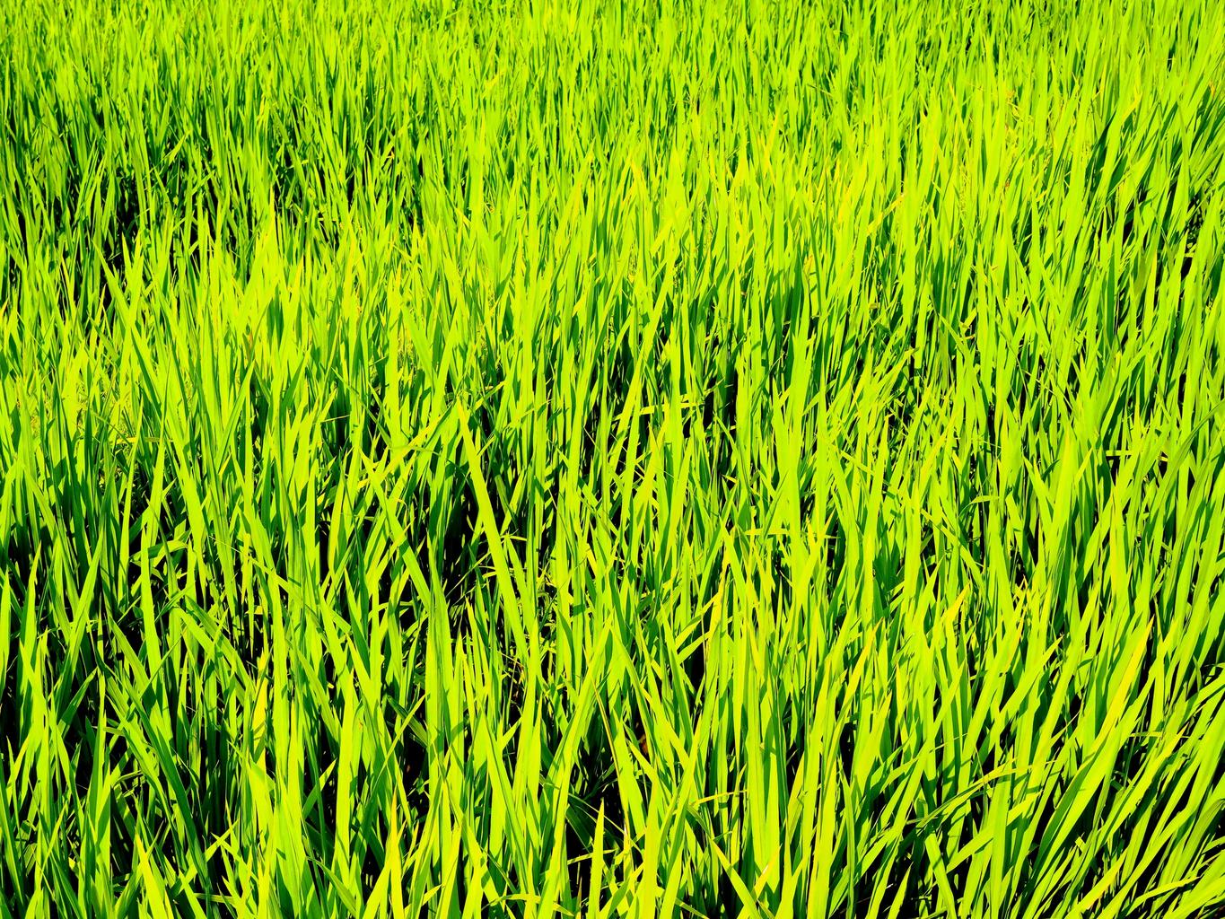 Phong cảnh ruộng lúa xanh mướt 22