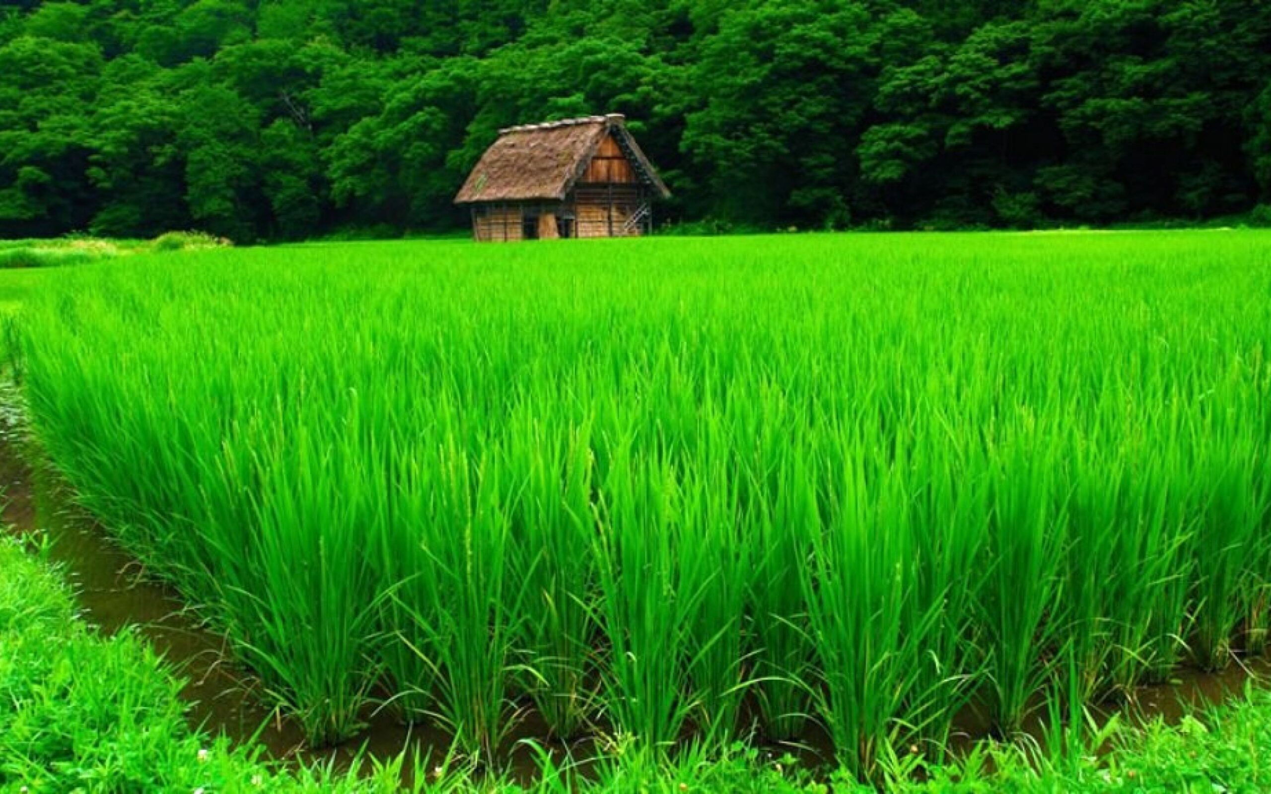 Phong cảnh ruộng lúa xanh mướt 45
