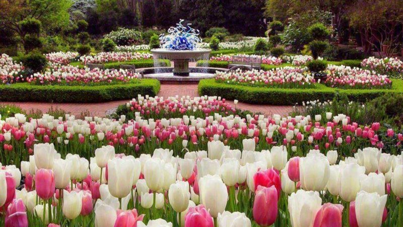 Phong cảnh vườn hoa tulip sặc sỡ 5