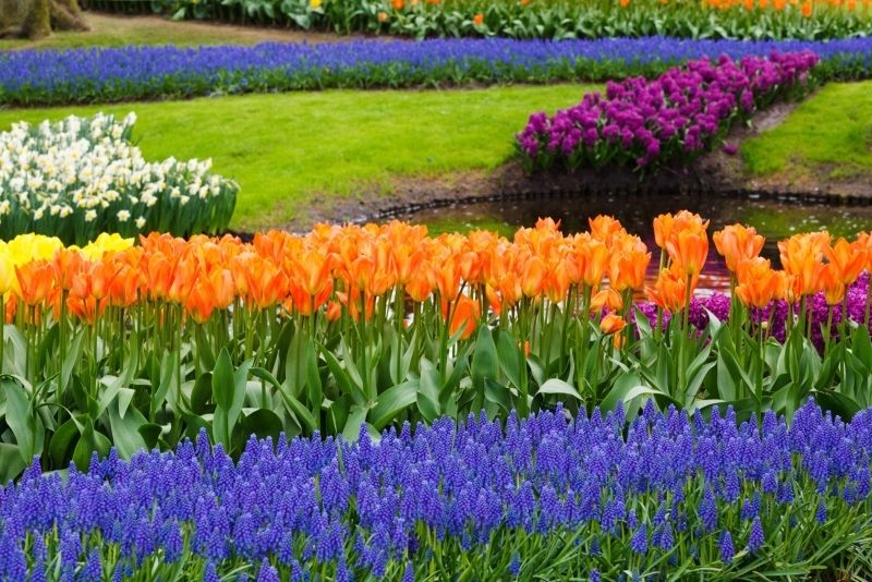 Phong cảnh vườn hoa tulip sặc sỡ 10