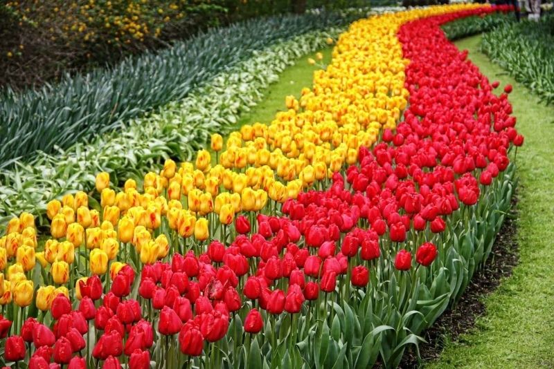 Phong cảnh vườn hoa tulip sặc sỡ 12