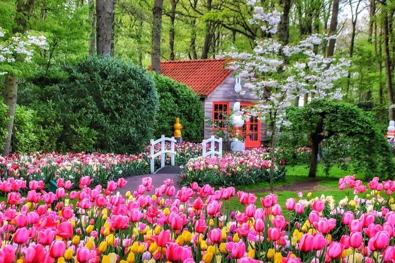 Phong cảnh vườn hoa tulip sặc sỡ 13