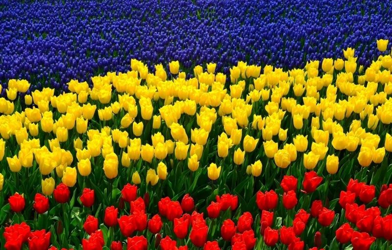 Phong cảnh vườn hoa tulip sặc sỡ 15