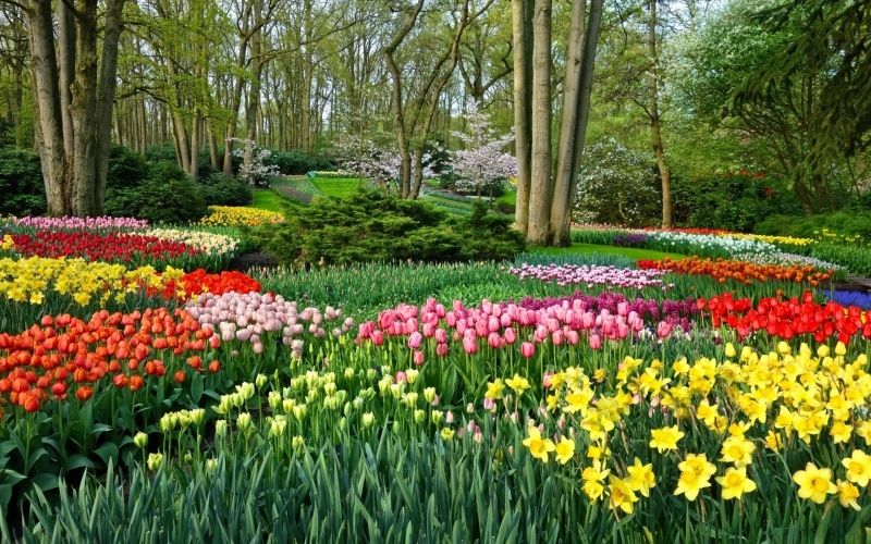 Phong cảnh vườn hoa tulip sặc sỡ 16