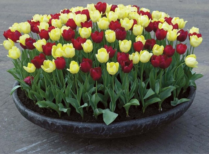 Phong cảnh vườn hoa tulip sặc sỡ 17