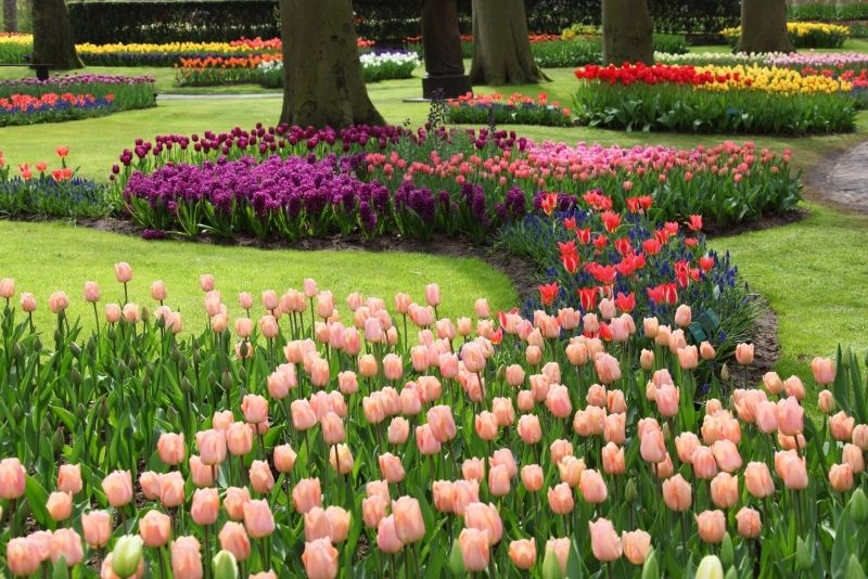 Phong cảnh vườn hoa tulip sặc sỡ 27