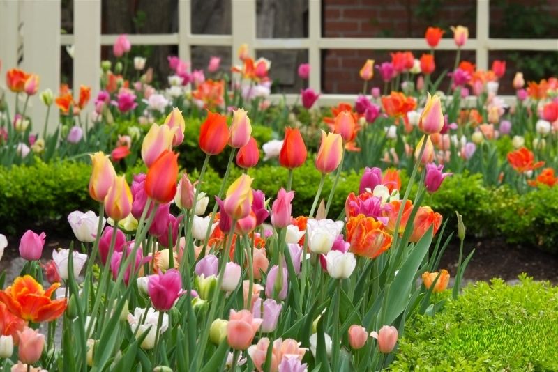 Phong cảnh vườn hoa tulip sặc sỡ 37