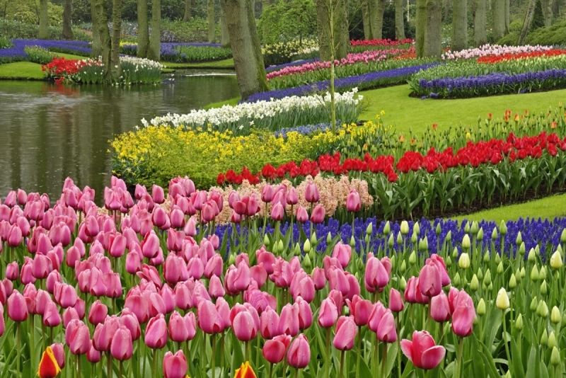 Phong cảnh vườn hoa tulip sặc sỡ 39