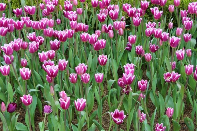 Phong cảnh vườn hoa tulip sặc sỡ 41