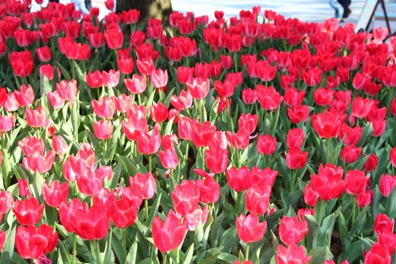 Phong cảnh vườn hoa tulip sặc sỡ 42