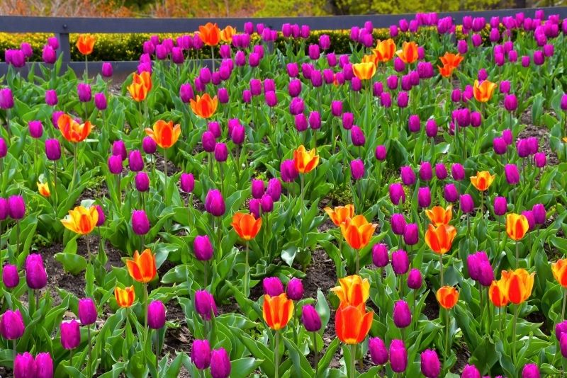 Phong cảnh vườn hoa tulip sặc sỡ 47