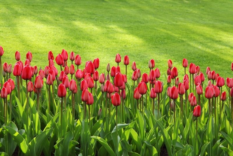 Phong cảnh vườn hoa tulip sặc sỡ 48