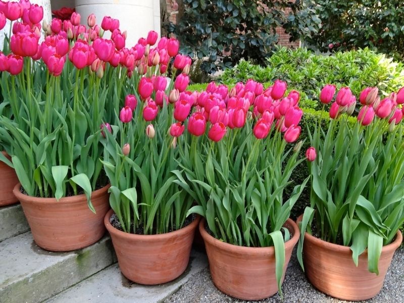 Phong cảnh vườn hoa tulip sặc sỡ 50