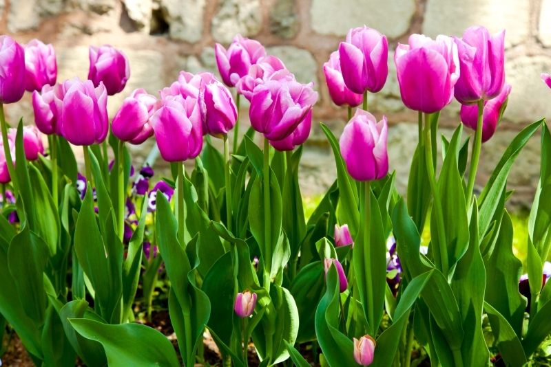 Phong cảnh vườn hoa tulip sặc sỡ 54