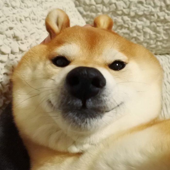 shiba meme 29