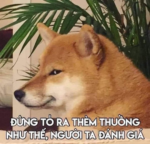 shiba meme 41