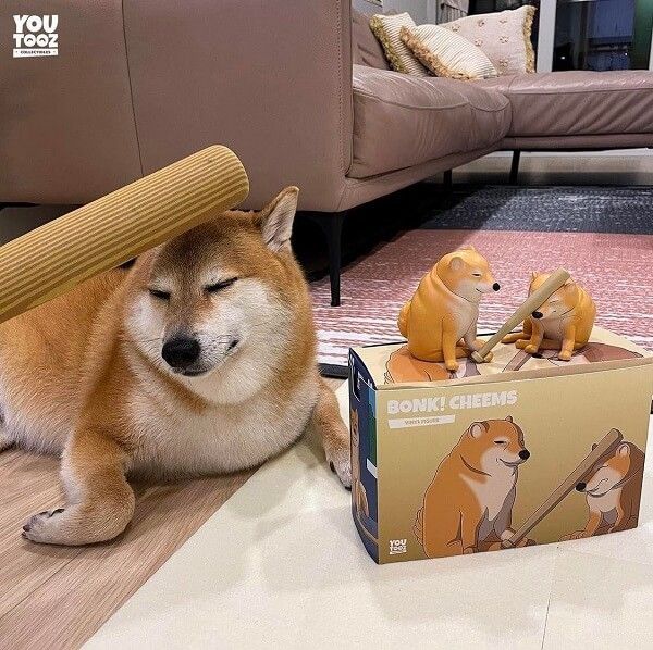 shiba meme 49