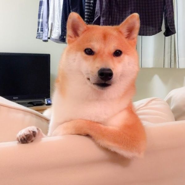 shiba meme 52