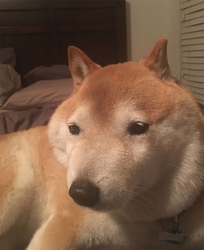 shiba meme 3