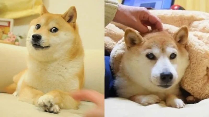 shiba meme 6