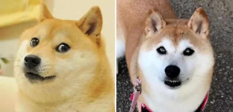 shiba meme 8