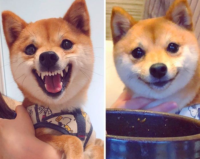 shiba meme 9