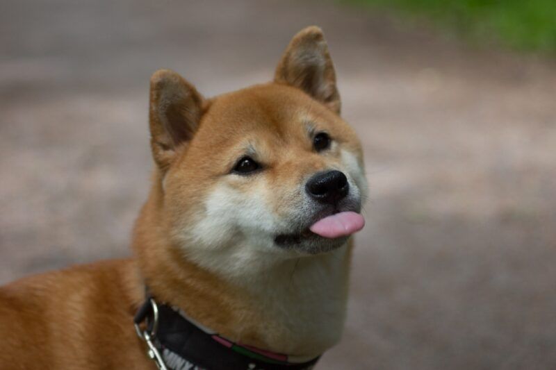 shiba meme 12