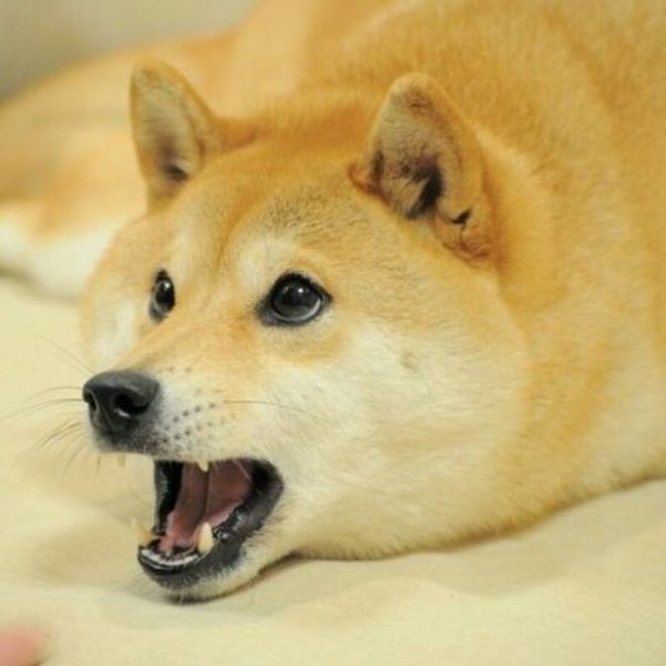 shiba meme 13