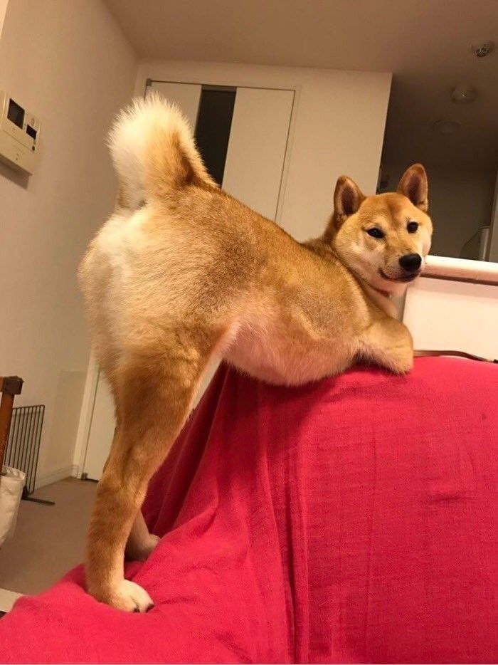 shiba meme 14