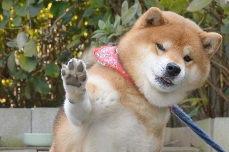 shiba meme 16