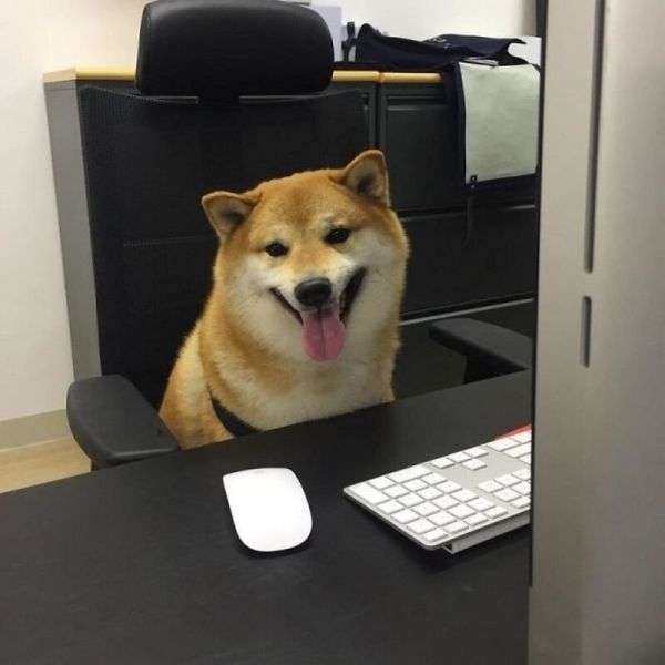 shiba meme 17