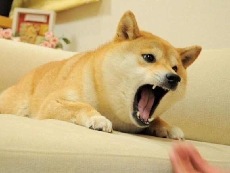 shiba meme 18