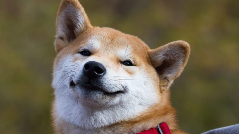 shiba meme 21