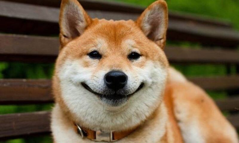 shiba meme 22