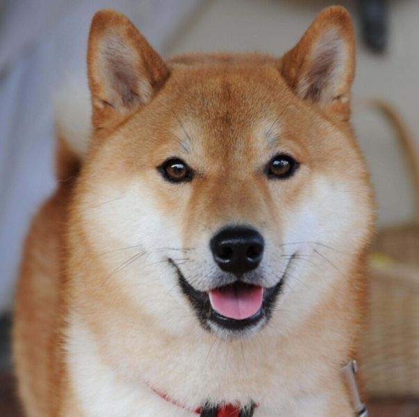 shiba meme 23