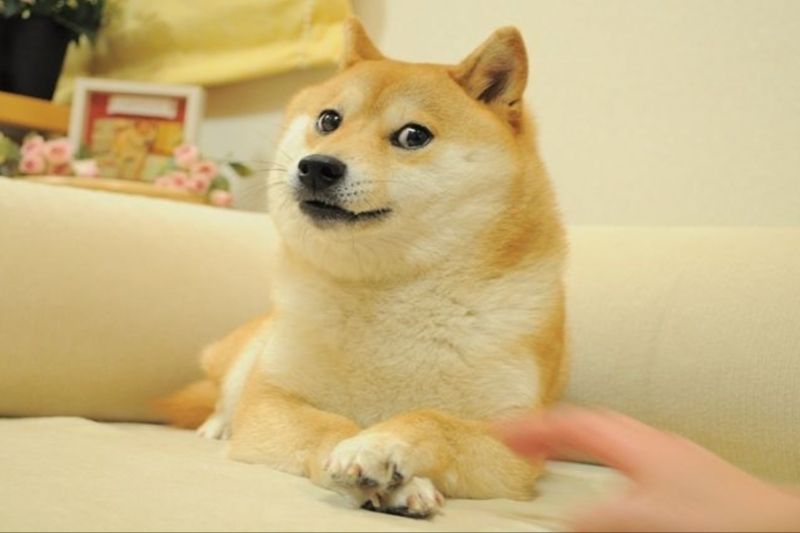 shiba meme 2