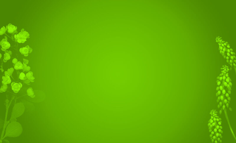Hình nền xanh lá cây cho máy tính-ảnh 6