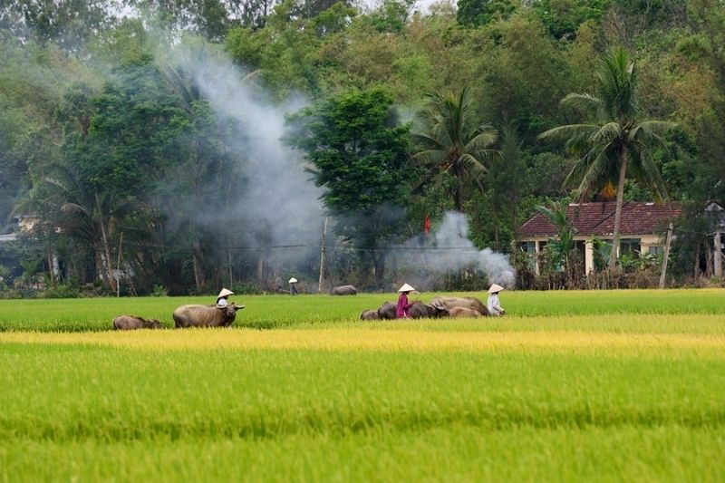 Hình ảnh quê hương Việt Nam 10