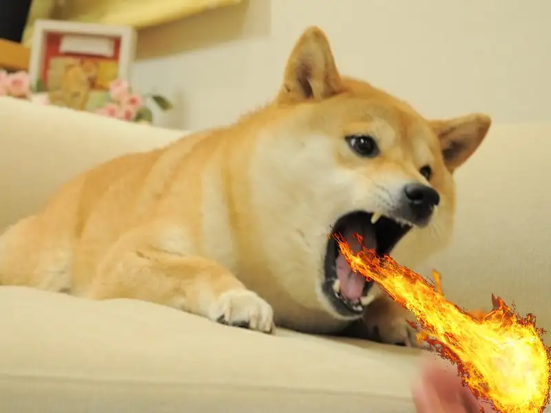 Doge meme 28