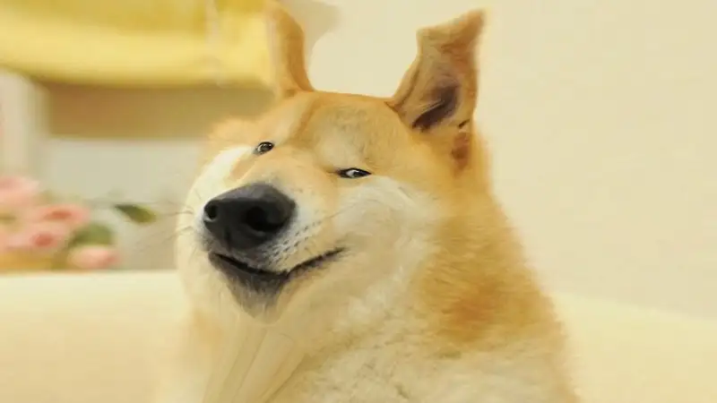 Doge meme 33