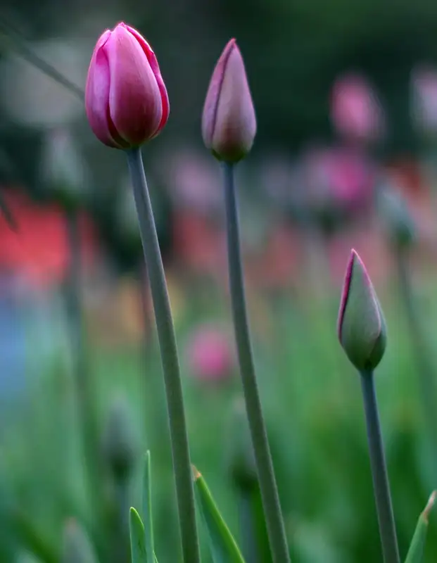 hình nền hoa tulip 6