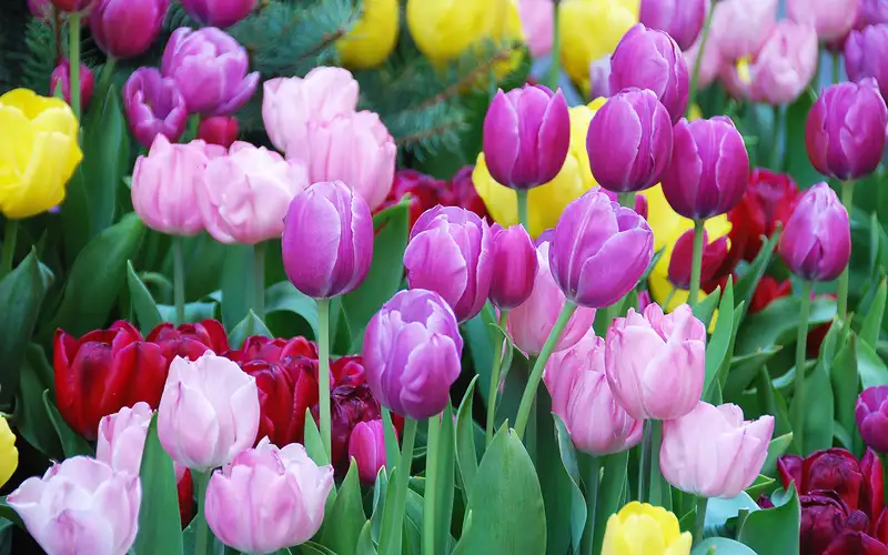 hình nền hoa tulip 14