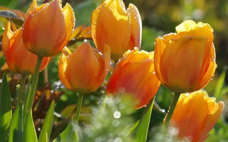 hình nền hoa tulip 15