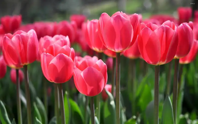 hình nền hoa tulip 17